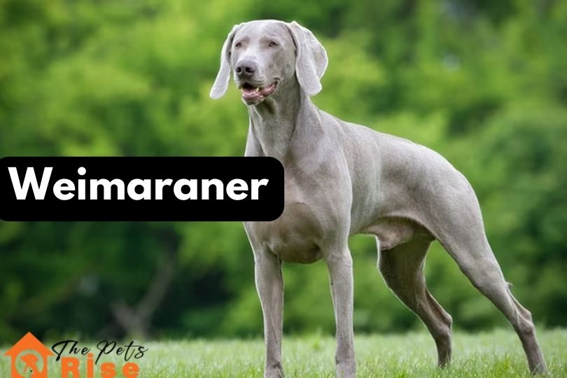 Weimaraner | bird hunting dog breeds