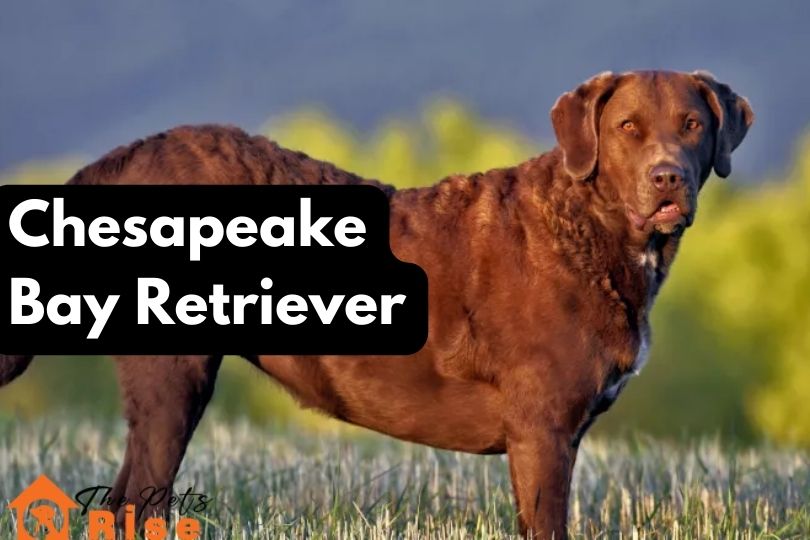 Chesapeake Bay Retriever | bird hunting dog breeds