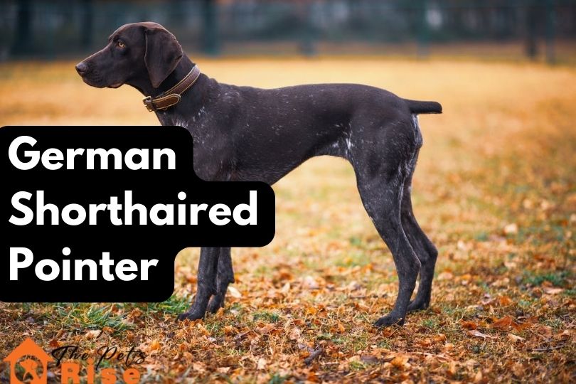 German Shorthaired Pointer | bird hunting dog breeds