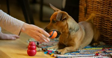 Puzzle Toys for Dogs