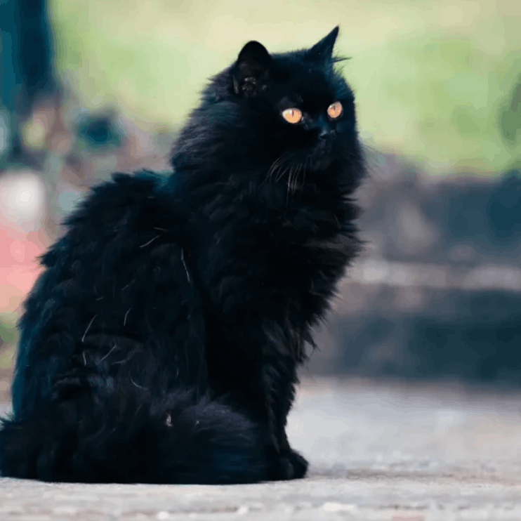American Longhair Cat