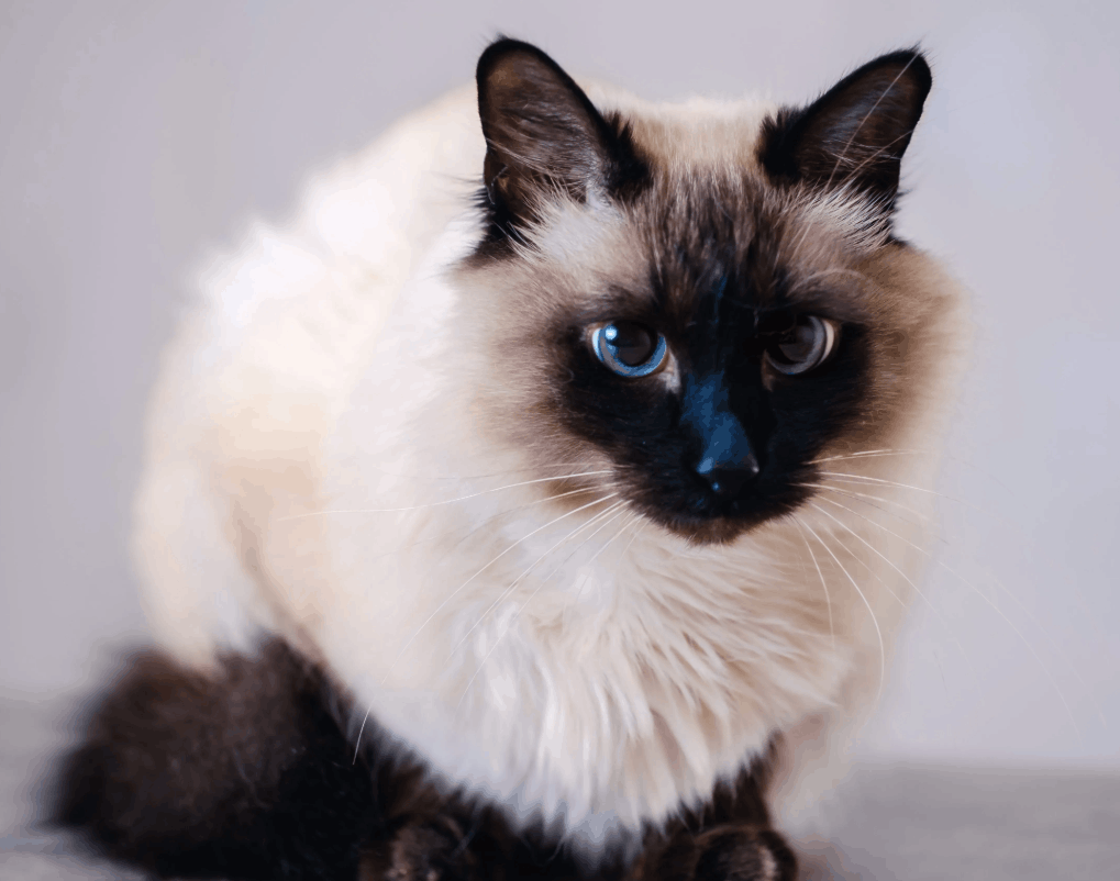 Balinese Cat