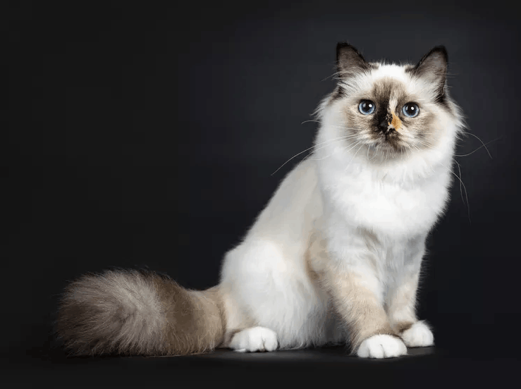 Birman Cat