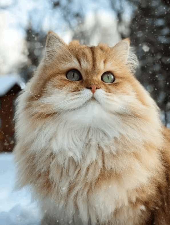 British Longhair Cat