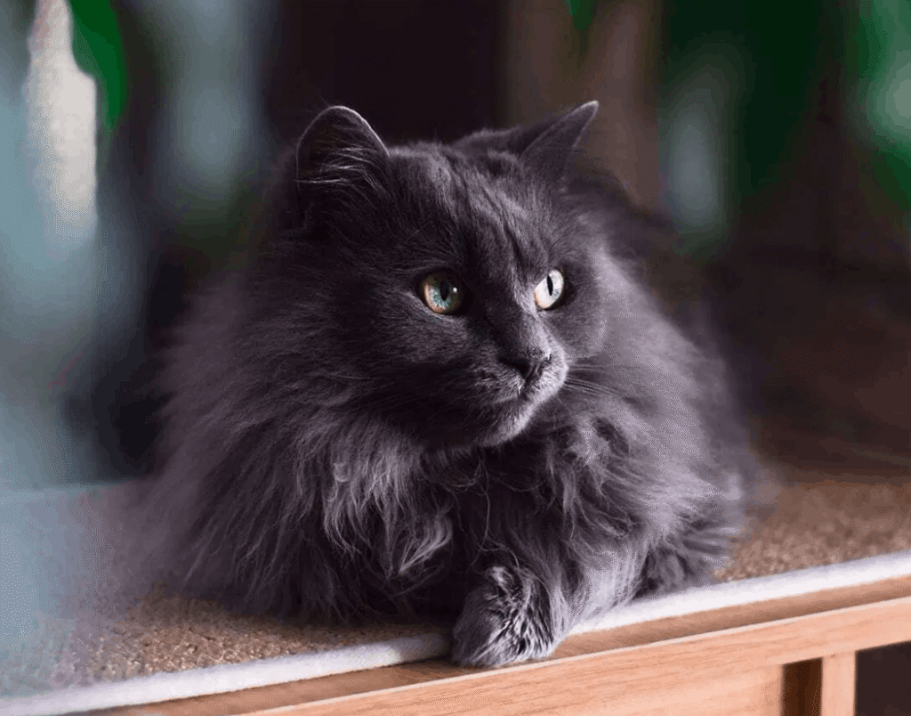 Chantilly-Tiffany Cat