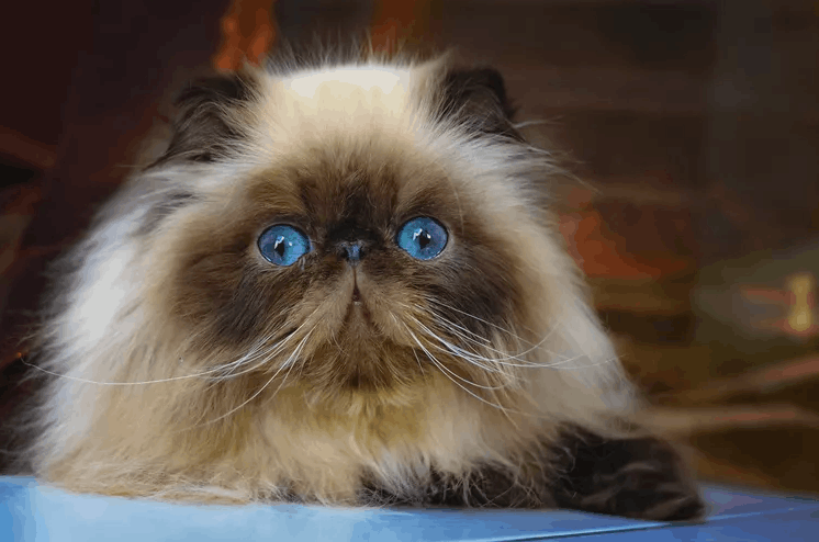 Himalayan Cat