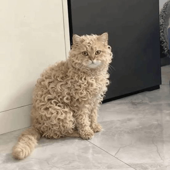LaPerm Cat