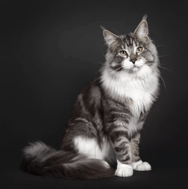 Maine Coon Cat