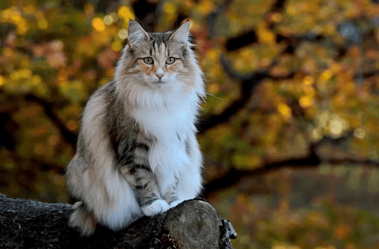 Norwegian Forest Cat