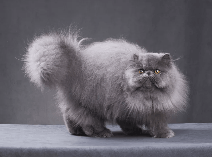 Persian Cat