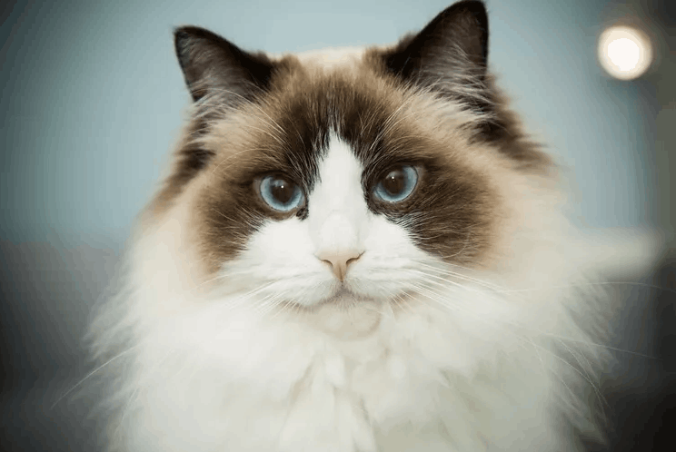 Ragdoll Cat