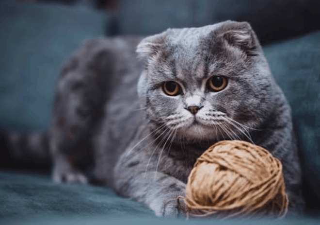 Scottish Fold Longhair (Highland Fold)