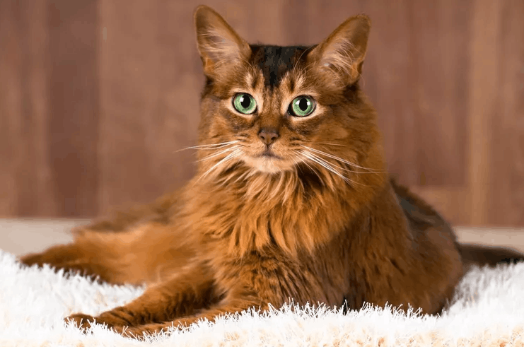 Somali Cat