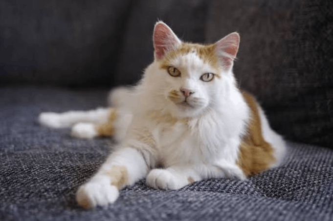 Turkish Van Cat
