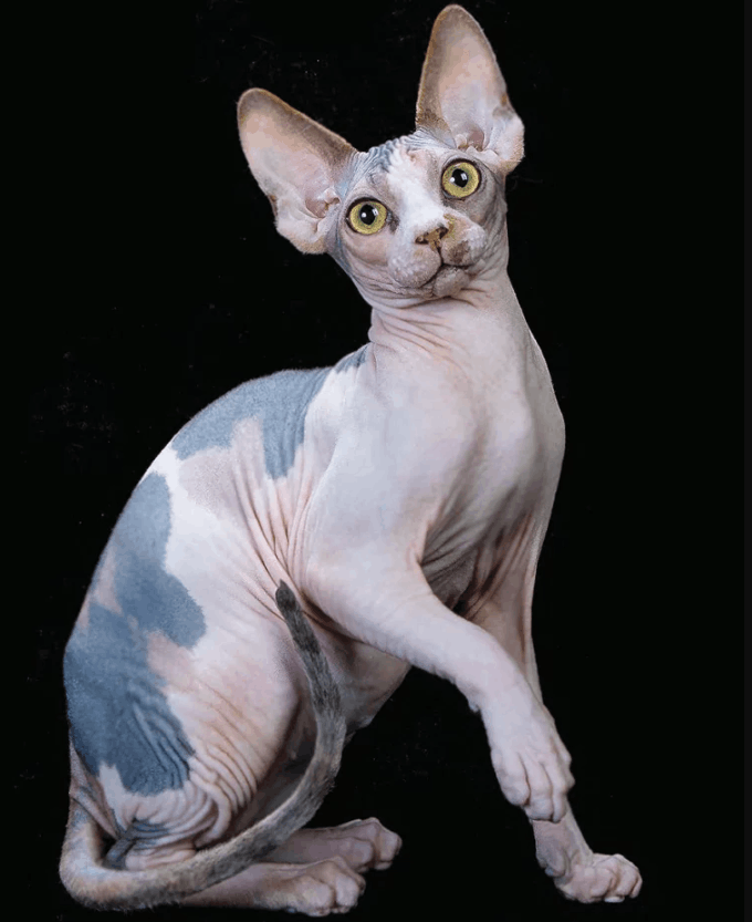 Canadian Hairless -Hairless cat breed