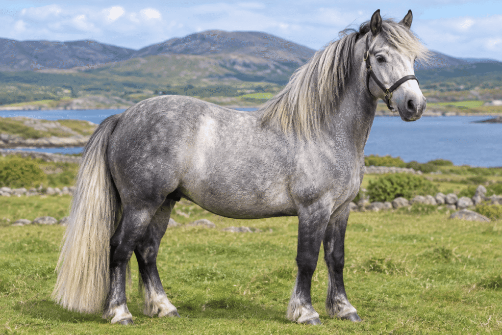 Connemara Pony Horse
