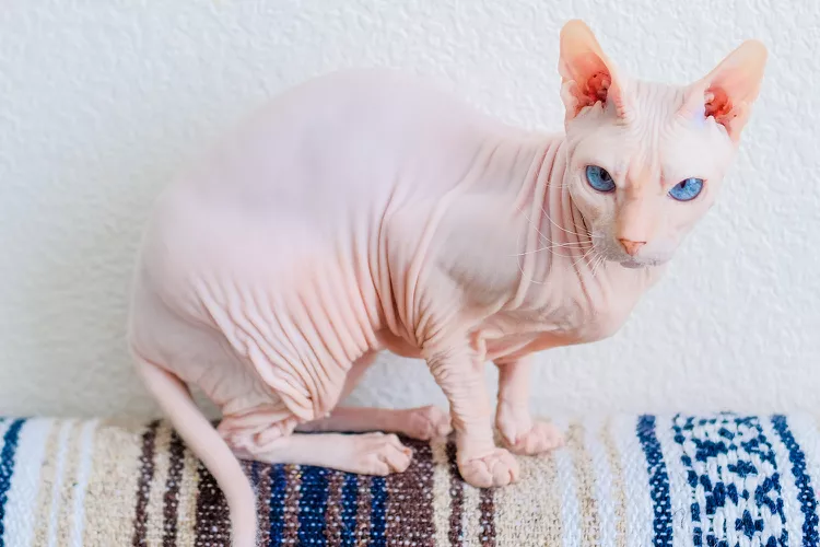 Donskoy - Hairless Cat Breed