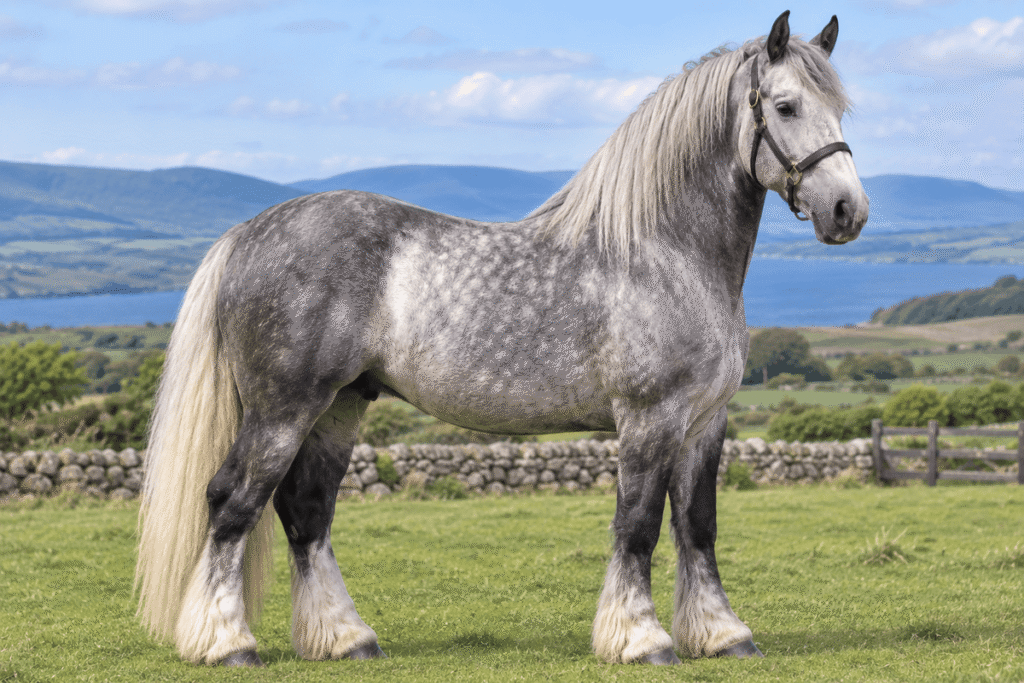 Irish Draught Horse