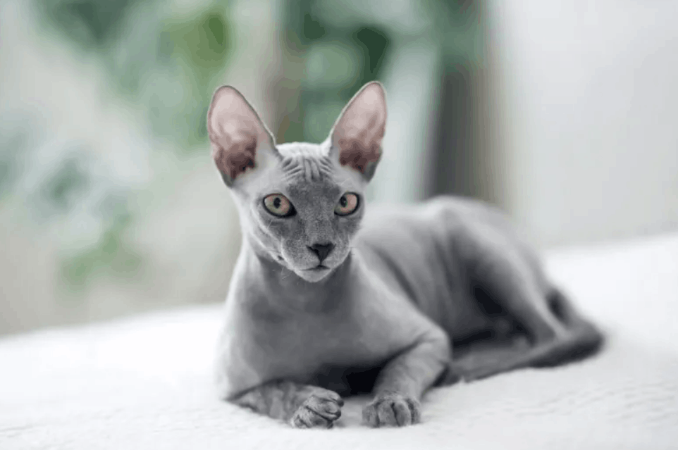 Kohona - Hairless cat breed