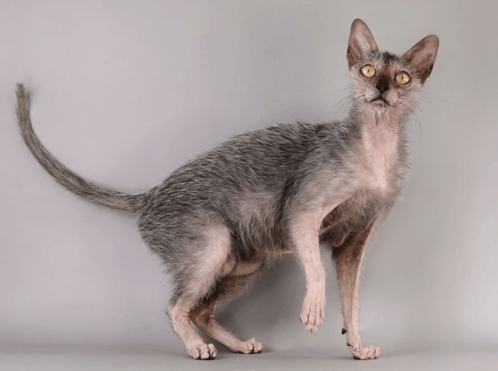 Lykoi - Hairless Cat Breed