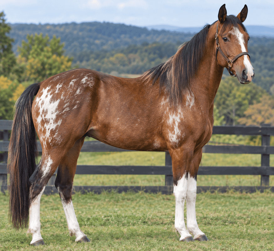Missouri Fox Trotter Horse
