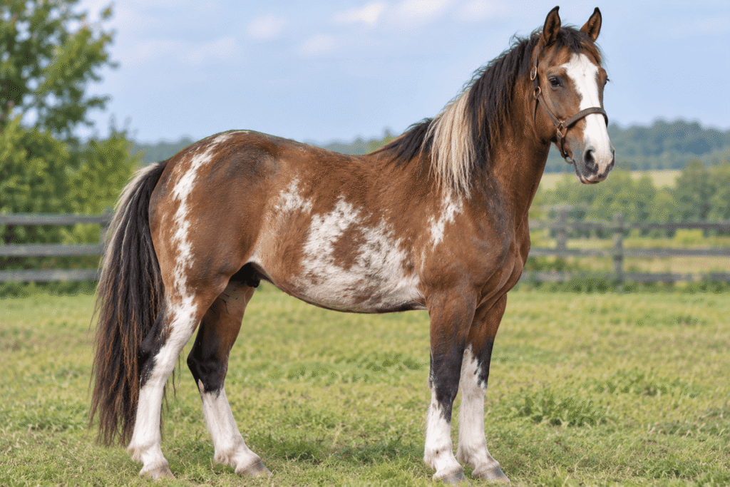 Mix Breed Rescue Horse