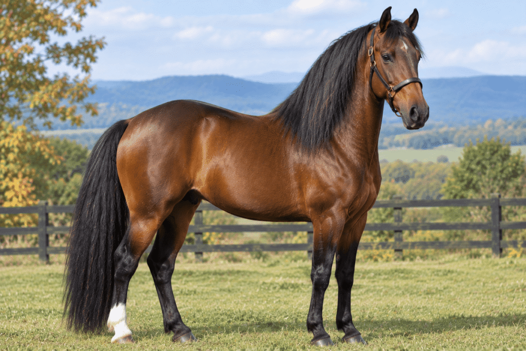 Morgan Horse
