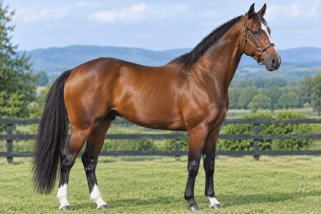 Thoroughbred Horse