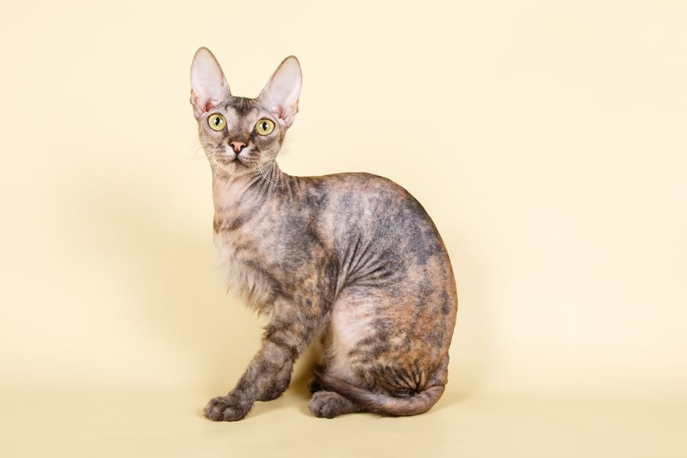 Ukrainian Levkoy Cat - hairless cat breed