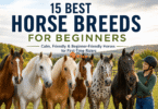 best horse breeds for beginners