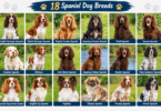 Spaniel-Dog-Breeds