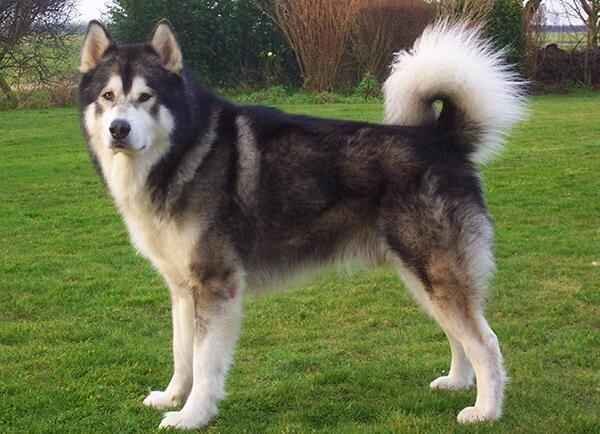 Alaskan Malamute - Dog Breeds with Curly Tail