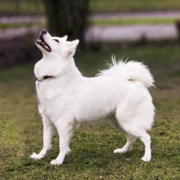 American Eskimo Dog - Dog Breeds with Curly Tail