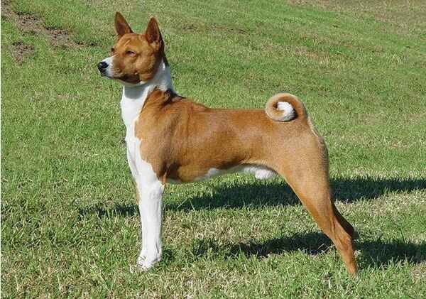 Basenji - Dog Breeds with Curly Tail