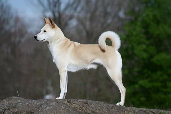 Canaan Dog - Dog Breeds with Curly Tail