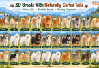 Dog Breeds with Curly Tails