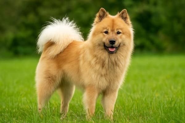 Eurasier - Dog Breeds with Curly Tail