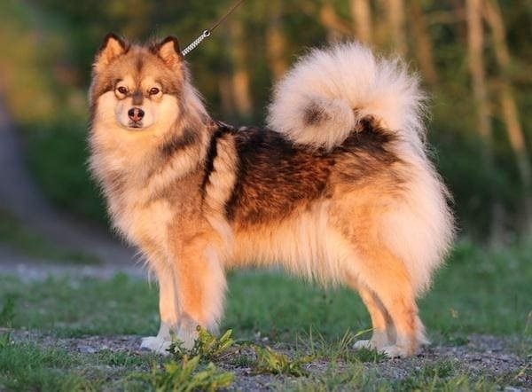 Finnish Spitz - Dog Breeds with Curly Tail