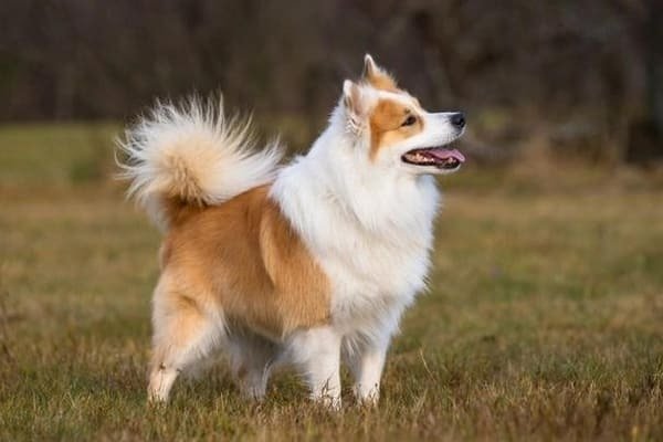 Icelandic Sheepdog - Dog Breeds with Curly Tail