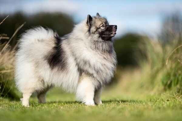 Keeshond - Dog Breeds with Curly Tail