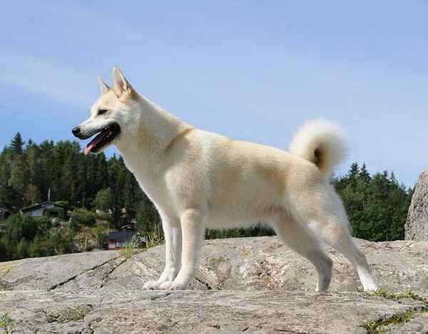 Norwegian Buhund - Dog Breeds with Curly Tail