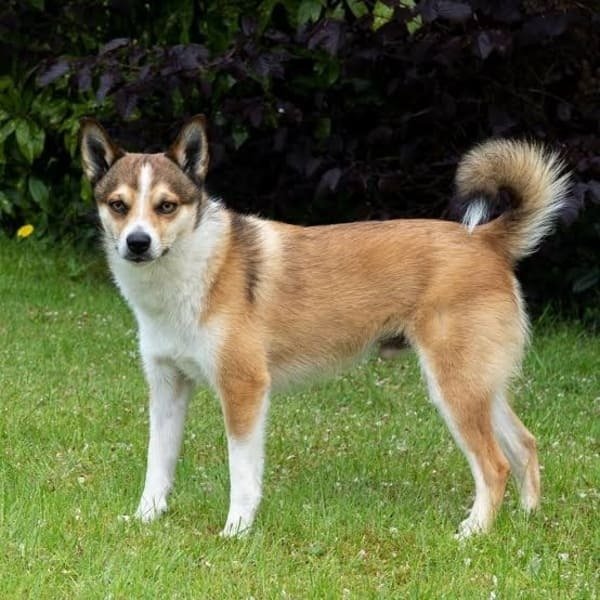Norwegian Lundehund - Dog Breeds with Curly Tail