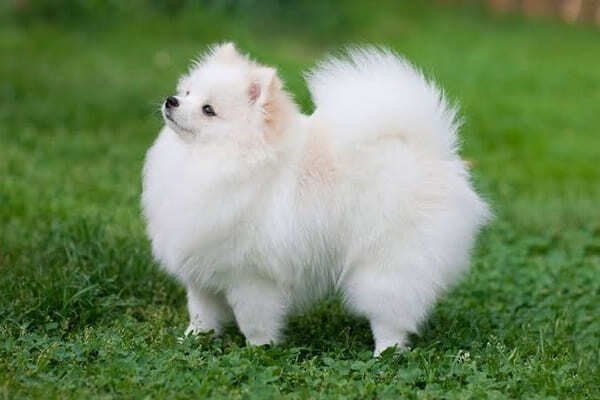 Pomeranian - Dog Breeds with Curly Tail