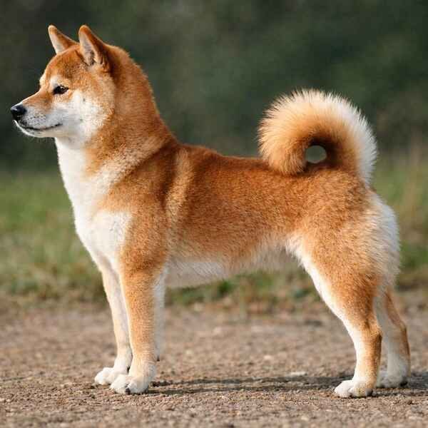 Shiba Inu - Dog Breeds with Curly Tail