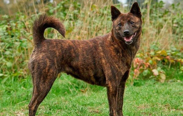 Shikoku - Dog Breeds with Curly Tail