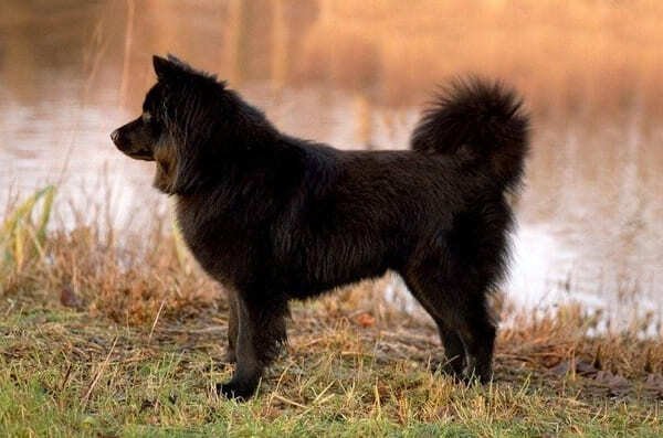 Swedish Lapphund - Dog Breeds with Curly Tail