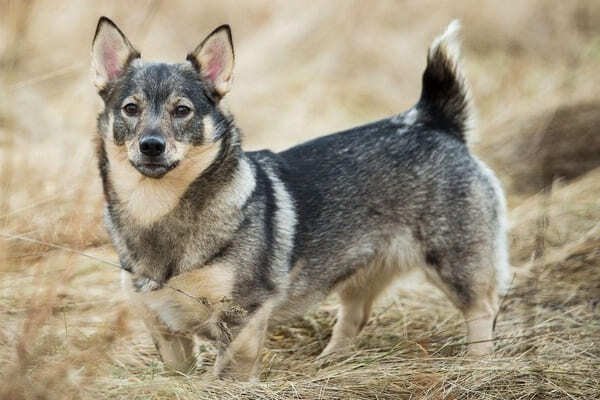 Swedish Vallhund - Dog Breeds with Curly Tail